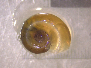  ( - 22-SNAIL-0413)  @11 [ ] CreativeCommons - Attribution Share-Alike (2023) Unspecified Drexel University, Academy of Natural Sciences