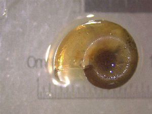  ( - 22-SNAIL-0413)  @11 [ ] CreativeCommons - Attribution Share-Alike (2023) Unspecified Drexel University, Academy of Natural Sciences
