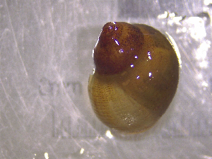  ( - 22-SNAIL-0428)  @11 [ ] CreativeCommons - Attribution Share-Alike (2023) Unspecified Drexel University, Academy of Natural Sciences