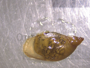  ( - 22-SNAIL-0458)  @11 [ ] CreativeCommons - Attribution Share-Alike (2023) Unspecified Drexel University, Academy of Natural Sciences