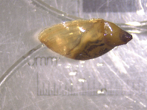  ( - 22-SNAIL-0464)  @11 [ ] CreativeCommons - Attribution Share-Alike (2023) Unspecified Drexel University, Academy of Natural Sciences