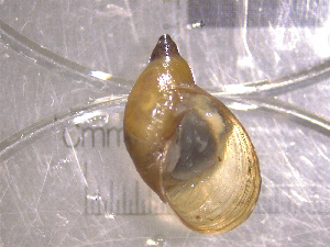  ( - 22-SNAIL-0464)  @11 [ ] CreativeCommons - Attribution Share-Alike (2023) Unspecified Drexel University, Academy of Natural Sciences