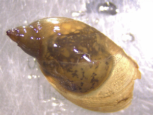  (Pseudosuccinea columella EG1 - 22-SNAIL-0465)  @11 [ ] CreativeCommons - Attribution Share-Alike (2023) Unspecified Drexel University, Academy of Natural Sciences