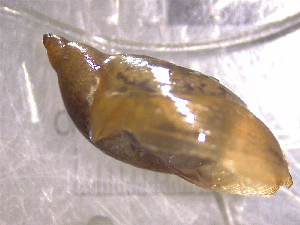  ( - 22-SNAIL-0465)  @11 [ ] CreativeCommons - Attribution Share-Alike (2023) Unspecified Drexel University, Academy of Natural Sciences