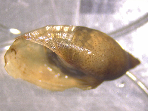  ( - 22-SNAIL-0465)  @11 [ ] CreativeCommons - Attribution Share-Alike (2023) Unspecified Drexel University, Academy of Natural Sciences