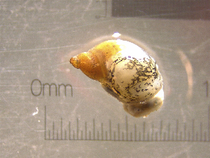  ( - 22-SNAIL-0126)  @11 [ ] CreativeCommons - Attribution Share-Alike (2023) Unspecified Drexel University, Academy of Natural Sciences