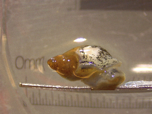 ( - 22-SNAIL-0126)  @11 [ ] CreativeCommons - Attribution Share-Alike (2023) Unspecified Drexel University, Academy of Natural Sciences
