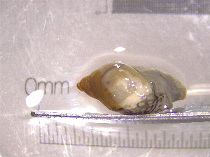  ( - 22-SNAIL-0126)  @11 [ ] CreativeCommons - Attribution Share-Alike (2023) Unspecified Drexel University, Academy of Natural Sciences