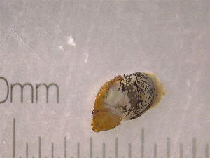  ( - 22-SNAIL-0127)  @11 [ ] CreativeCommons - Attribution Share-Alike (2023) Unspecified Drexel University, Academy of Natural Sciences