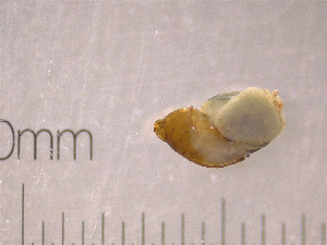  ( - 22-SNAIL-0127)  @11 [ ] CreativeCommons - Attribution Share-Alike (2023) Unspecified Drexel University, Academy of Natural Sciences