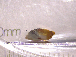  ( - 22-SNAIL-0127)  @11 [ ] CreativeCommons - Attribution Share-Alike (2023) Unspecified Drexel University, Academy of Natural Sciences
