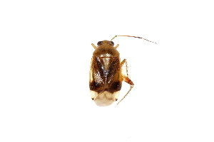  (Apolygus roseofemoralis - SNU046)  @13 [ ] CreativeCommons - Attribution Share-Alike (2015) Unspecified Seoul National Uiversity