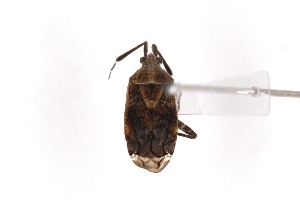  (Eurystylus luteus - SNU090)  @14 [ ] CreativeCommons - Attribution Share-Alike (2015) Unspecified Seoul National Uiversity