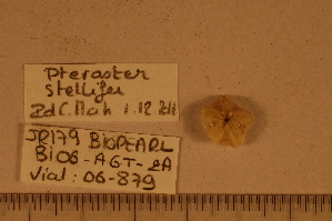  ( - 06_879)  @11 [ ] CreativeCommons - Attribution Non-Commercial Share-Alike (2012) MNHN Museum national d'Histoire naturelle, Paris