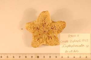  (Diplopteraster peregrinator - MPE-853)  @13 [ ] CreativeCommons - Attribution Non-Commercial Share-Alike (2012) MNHN Museum national d'Histoire naturelle, Paris