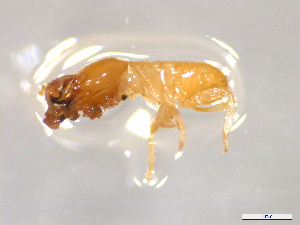  (Odontotermes hainanensis - CCO-TH 179 F3 2S)  @12 [ ] CreativeCommons - Attribution Non-Commercial Share-Alike (2015) P. Heepngoen LMI LUSE