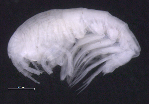  ( - SB_4-9E_Oedi22_2015_2)  @11 [ ] CreativeCommons  Attribution Non-Commercial Share-Alike (2021) Anna Jazdzewska University of Lodz, Dept of Invertebrate Zoology and Hydrobiology