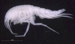  ( - SB_7-4E_Oedi27_2015_1)  @11 [ ] CreativeCommons  Attribution Non-Commercial Share-Alike (2021) Anna Jazdzewska University of Lodz, Dept of Invertebrate Zoology and Hydrobiology