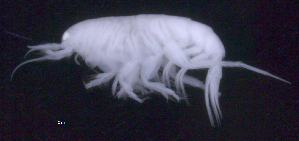  (OedicerotidaeAJ sp. 28 - SB_8-4E_Oedi28_2015_3)  @11 [ ] CreativeCommons  Attribution Non-Commercial Share-Alike (2021) Anna Jazdzewska University of Lodz, Dept of Invertebrate Zoology and Hydrobiology