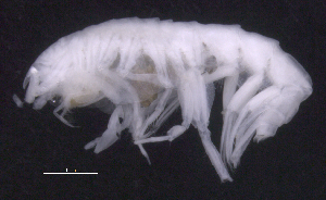  ( - SB_9-7S_Oedi21_2015_2)  @11 [ ] CreativeCommons  Attribution Non-Commercial Share-Alike (2021) Anna Jazdzewska University of Lodz, Dept of Invertebrate Zoology and Hydrobiology