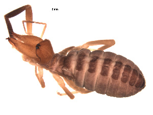  (Ammotrechidae - BIOUG00162-H01)  @14 [ ] Copyright  G. Blagoev 2010 Unspecified
