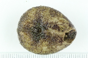  ( - ZMBN_138773)  @11 [ ] Creative Commons BY NC SA (2021) University of Bergen Natural History Collections