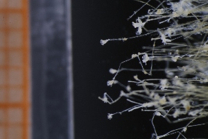  ( - ZMBN_138952)  @11 [ ] Creative Commons BY NC SA (2021) University of Bergen Natural History Collections