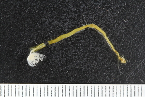  ( - ZMBN_138954)  @11 [ ] Creative Commons BY NC SA (2021) University of Bergen Natural History Collections