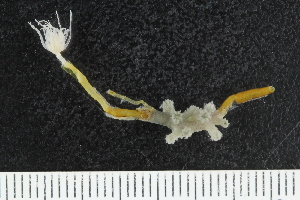  ( - ZMBN_138955)  @11 [ ] Creative Commons BY NC SA (2021) University of Bergen Natural History Collections