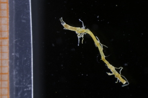  ( - ZMBN_138960)  @11 [ ] Creative Commons BY NC SA (2021) University of Bergen Natural History Collections