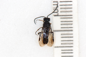  ( - SYMVE000524)  @12 [ ] Unspecified (default): All Rights Reserved  Unspecified Unspecified