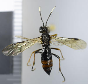  ( - NHMO10069609)  @13 [ ] No Rights Reserved (2013) Unspecified Univeristy of Oslo, Natural History Museum