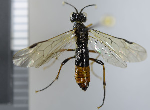  ( - NHMO10069613)  @13 [ ] No Rights Reserved (2013) Unspecified Univeristy of Oslo, Natural History Museum