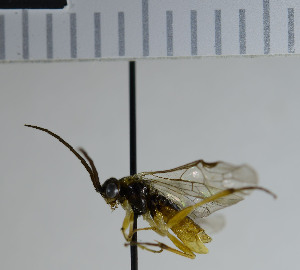  ( - NHMO10069657)  @12 [ ] No Rights Reserved (2013) Unspecified Univeristy of Oslo, Natural History Museum