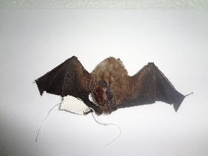  (Vampyressa pusilla - 3053)  @11 [ ] No Rights Reserved (2017) Unspecified UFES