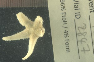  ( - JR15005_2847)  @11 [ ] CreativeCommons - Attribution Non-Commercial No Derivatives (2017) Unspecified Universit&eacute; Libre de Bruxelles (ULB)