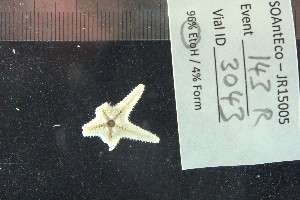  ( - JR15005_3043)  @11 [ ] CreativeCommons - Attribution Non-Commercial No Derivatives (2017) Unspecified Universit&eacute; Libre de Bruxelles (ULB)