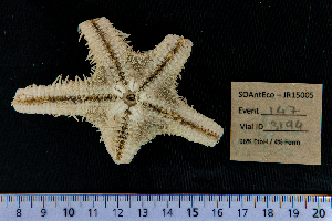  ( - JR15005_3194)  @11 [ ] CreativeCommons - Attribution Non-Commercial No Derivatives (2017) Unspecified Universit&eacute; Libre de Bruxelles (ULB)