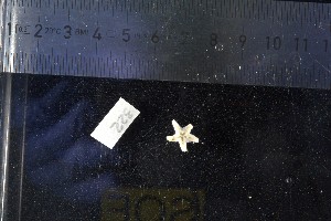  ( - JR15005_322)  @11 [ ] CreativeCommons - Attribution Non-Commercial No Derivatives (2017) Unspecified Universit&eacute; Libre de Bruxelles (ULB)