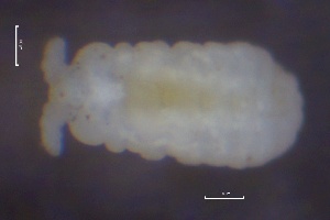  (Anurida granulata - SOS_COLLEMBOLA_009)  @11 [ ] by (2013) Cornelya Klutsch Norwegian Institute of Bioeconomy Research (NIBIO)