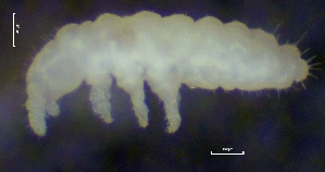  (Anurida granaria - SOS_COLLEMBOLA_081)  @11 [ ] by (2013) Cornelya Klutsch Norwegian Institute of Bioeconomy Research (NIBIO)