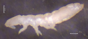  (Thalassaphorura debilis - SOS_COLLEMBOLA_084)  @11 [ ] by (2013) Cornelya Klutsch Norwegian Institute of Bioeconomy Research (NIBIO)
