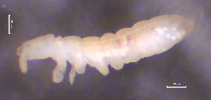  ( - SOS_COLLEMBOLA_085)  @11 [ ] by (2013) Cornelya Klutsch Norwegian Institute of Bioeconomy Research (NIBIO)