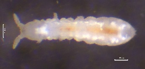  ( - SOS_COLLEMBOLA_086)  @11 [ ] by (2013) Cornelya Klutsch Norwegian Institute of Bioeconomy Research (NIBIO)