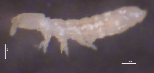  ( - SOS_COLLEMBOLA_087)  @11 [ ] by (2013) Cornelya Klutsch Norwegian Institute of Bioeconomy Research (NIBIO)