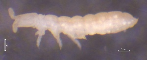  ( - SOS_COLLEMBOLA_088)  @11 [ ] by (2013) Cornelya Klutsch Norwegian Institute of Bioeconomy Research (NIBIO)