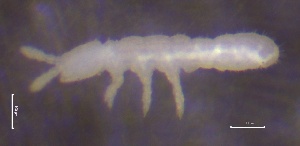  ( - SOS_COLLEMBOLA_090)  @11 [ ] by (2013) Cornelya Klutsch Norwegian Institute of Bioeconomy Research (NIBIO)
