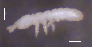  ( - SOS_COLLEMBOLA_091)  @11 [ ] by (2013) Cornelya Klutsch Norwegian Institute of Bioeconomy Research (NIBIO)