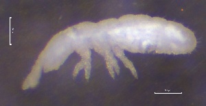  ( - SOS_COLLEMBOLA_092)  @11 [ ] by (2013) Cornelya Klutsch Norwegian Institute of Bioeconomy Research (NIBIO)