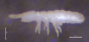  ( - SOS_COLLEMBOLA_093)  @11 [ ] by (2013) Cornelya Klutsch Norwegian Institute of Bioeconomy Research (NIBIO)